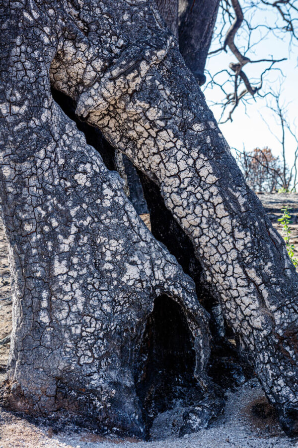 The hollow, cracked gray and white trunk of a burned tree from an ash covered ground with a stem of a green plant visible just behind, by Ian Bornarth