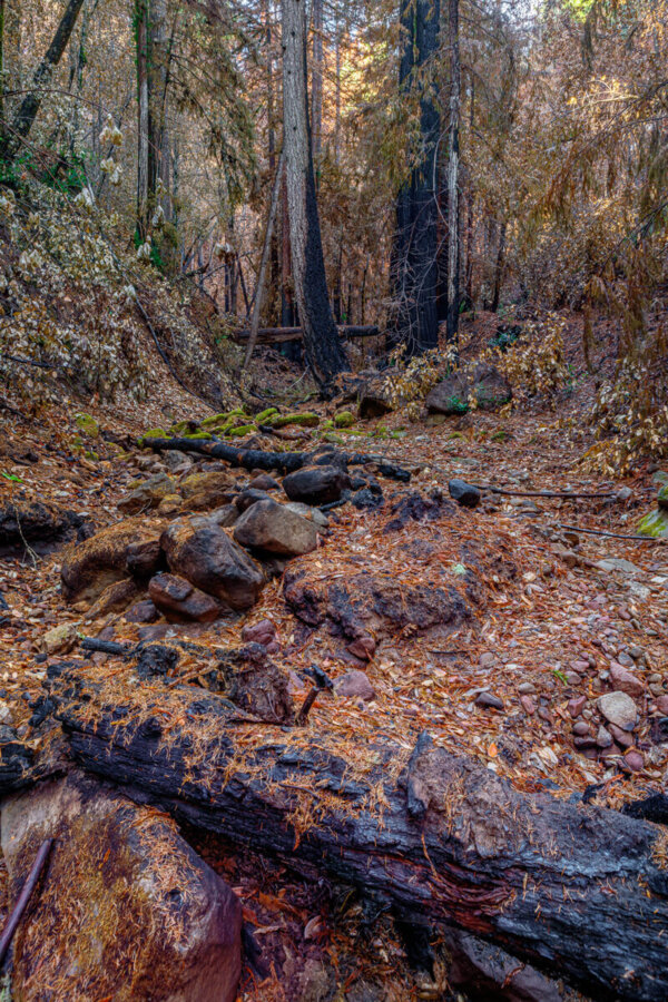 Sparse remnants of green leaves cling to trees mostly burned to shades of black, gray whose dead tan colored leaves and charred branches litter the wet forest floor where bright green moss covers some stones, by Ian Bornarth