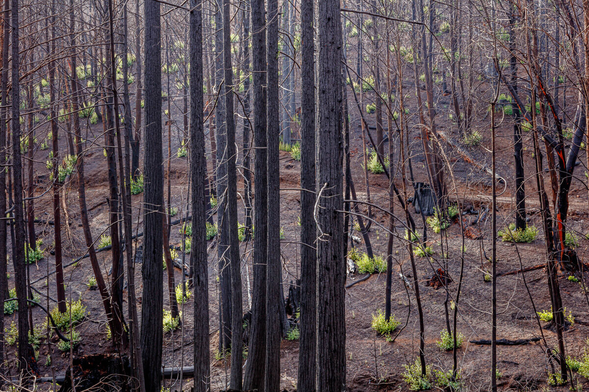 Thin matchsticks of gray trunks and blackened bark peeling away to reveal bright reddish orange tissue underneath are surrounded by small fluffy clumps of bright green growth sprouting from the base on a bare earth forest floor, by Ian Bornarth