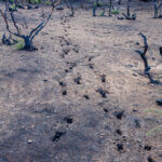 Deer tracks pressed into the ash and soot covered, bare ground heading into standing blackened stems and trunks some with new bright green growth at their bases, by Ian Bornarth