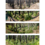 A group of four panoramic photos show the post-fire recovery of the forest around a bend in Big Creek from bare soil to green growth on the forest floor and surviving redwood trunks from April 7, 2021 to June 3, 2023, by Ian Bornarth