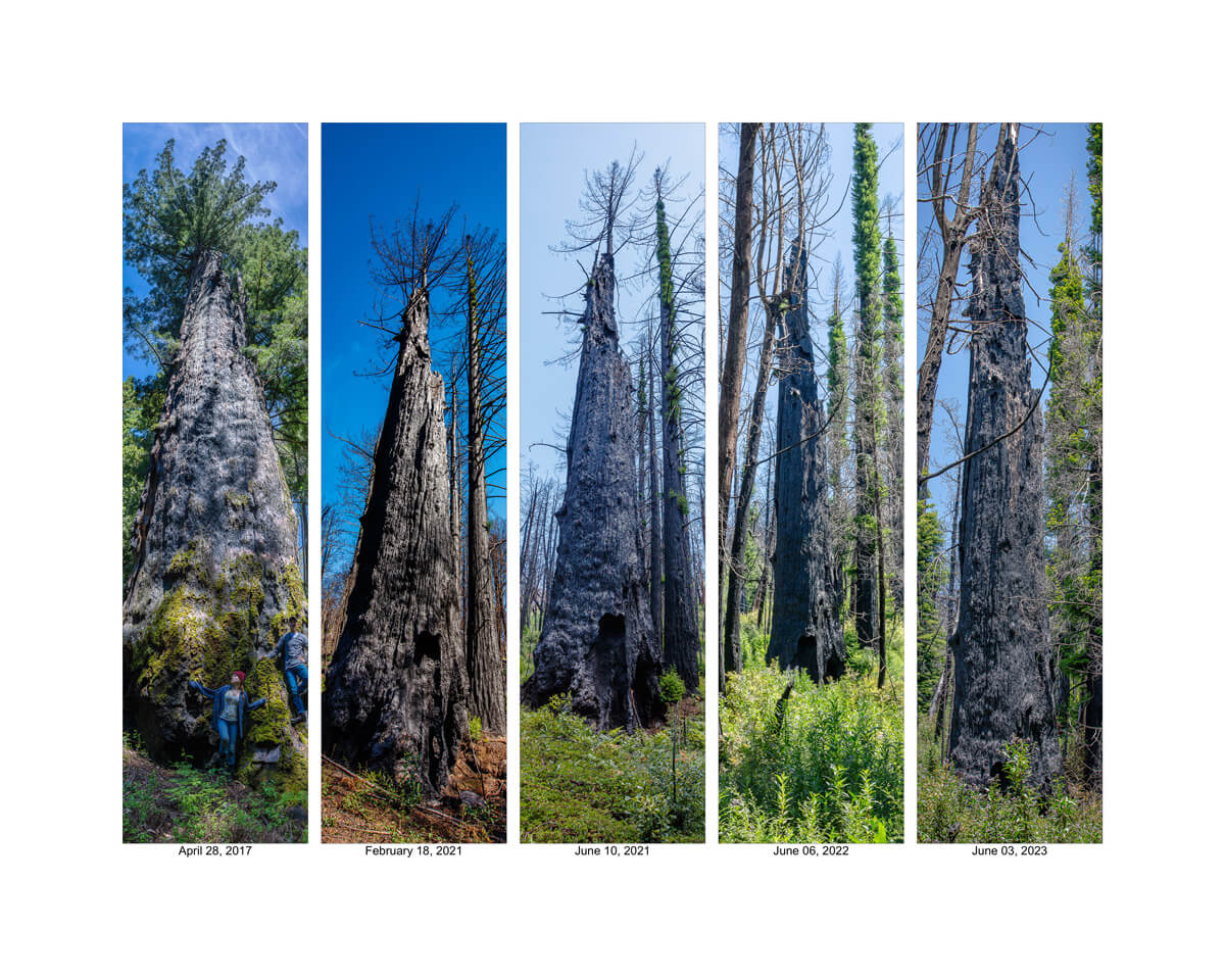 A group of five vertical panoramas shows a healthy old-growth redwood tree pre-fire on April 28, 2017 and as a charred standing snag post-fire from February 18, 2021 as the forest floor and surrounding redwoods recover with green growth through June 3, 2023, by Ian Bornarth