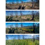 A group of four panoramic photos show the post-fire recovery of a woodland slope from only sparse signs of green regrowth around the base of some stems and trunks to a tall field of wind poppies from November 5, 2020 to June 6, 2022, by Ian Bornarth