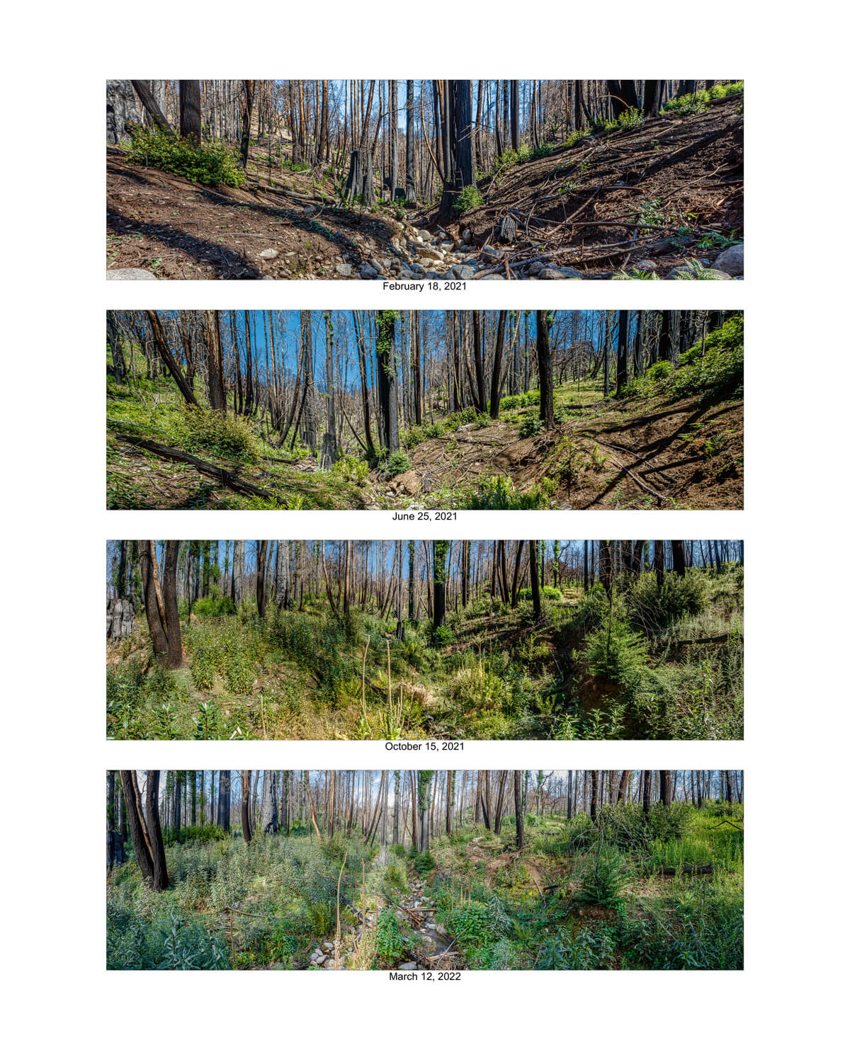 A group of four panoramic photos show the post-fire recovery of a section of forest around a small stream as green growth and water return from February 18, 2021 to March 12, 2022, by Ian Bornarth