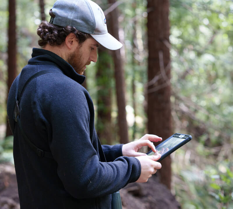 Alex looks down checking his tablet in a redwood forest, by Orenda Randuch