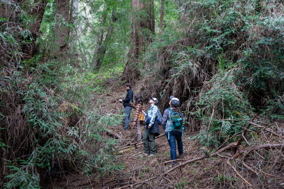 Alex, Beatrix, and two team members, all carrying gear, stand on a slight slope assessing habitat amongst robust basal sprouting from redwoods much larger than the team, by Orenda Randuch
