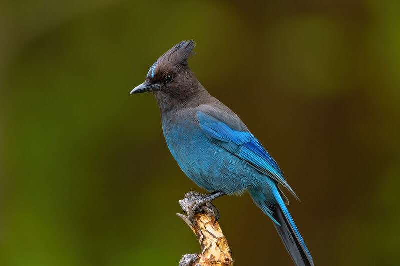 A Stellar's jay with a black-feathered crown on its head and bright blue body feathers perches on top of a branch in profile, by KaddiSudhi