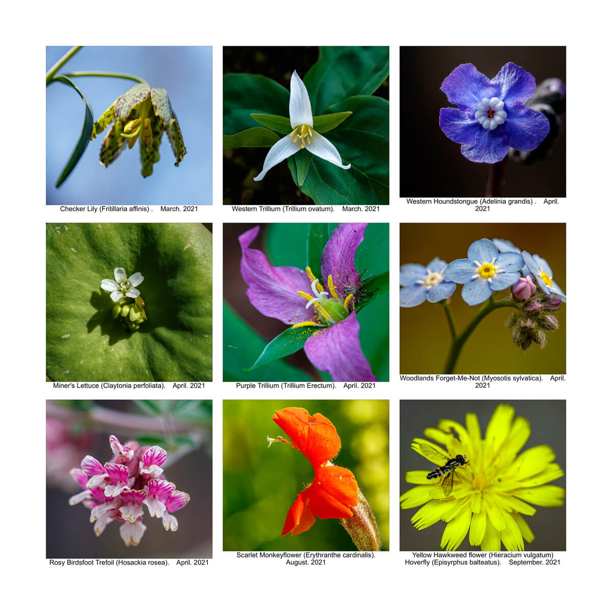 A grid of 9 squares show wildflowers found in 2021: Checker lily, Western trillium, Western houndstongue, miner’s lettuce/Indian lettuce, purple trillium, woodland’s forget-me-not, rosy birdsfoot trefoil, scarlet monkeyflower, and yellow hawkweed flower, by Ian Bornarth