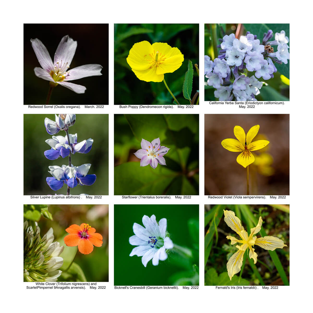A grid of 9 squares show wildflowers found in 2021: redwood sorrel, bush poppy, California yerba santa, silver lupine, starflower, redwood violet, white clover and scarlet pimpernel, Bicknell’s cranesbill, and Fernald’s iris, by Ian Bornarth