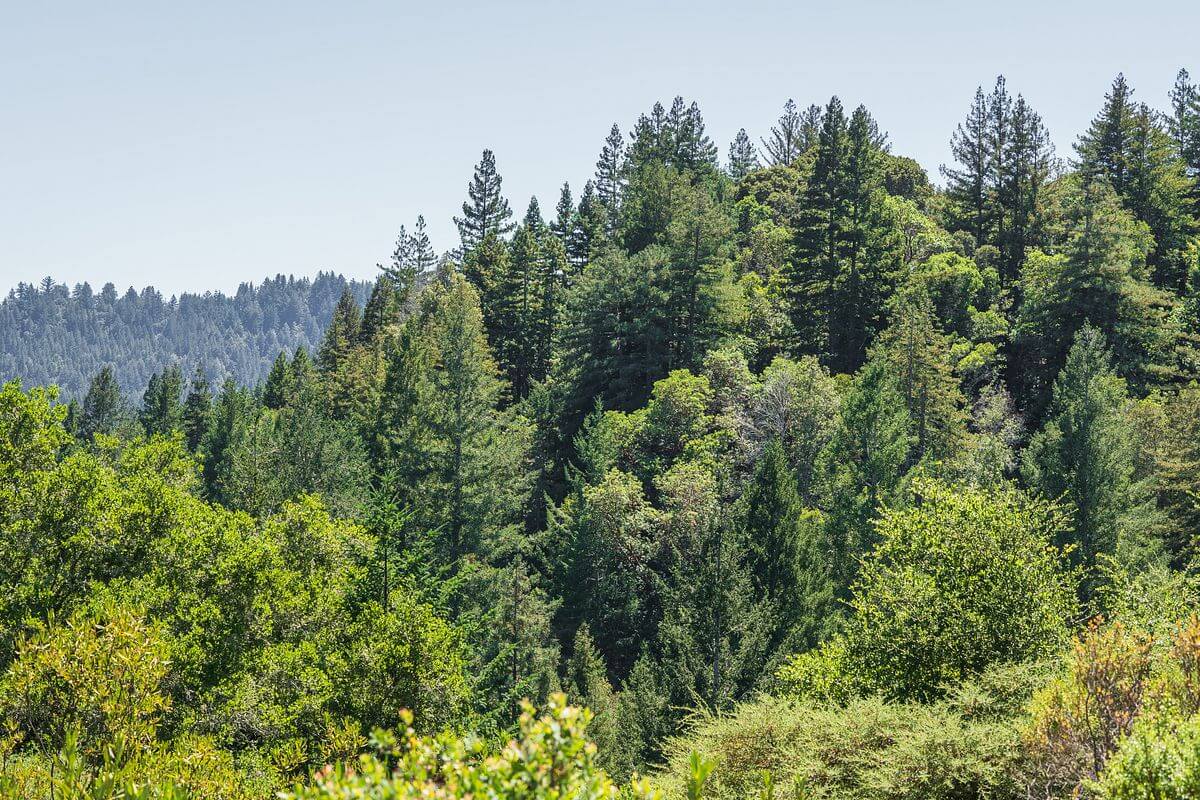 Image of redwood forest in the Upper Zayante watershed near Felton, Ca. Photograph by Orenda Randuch.