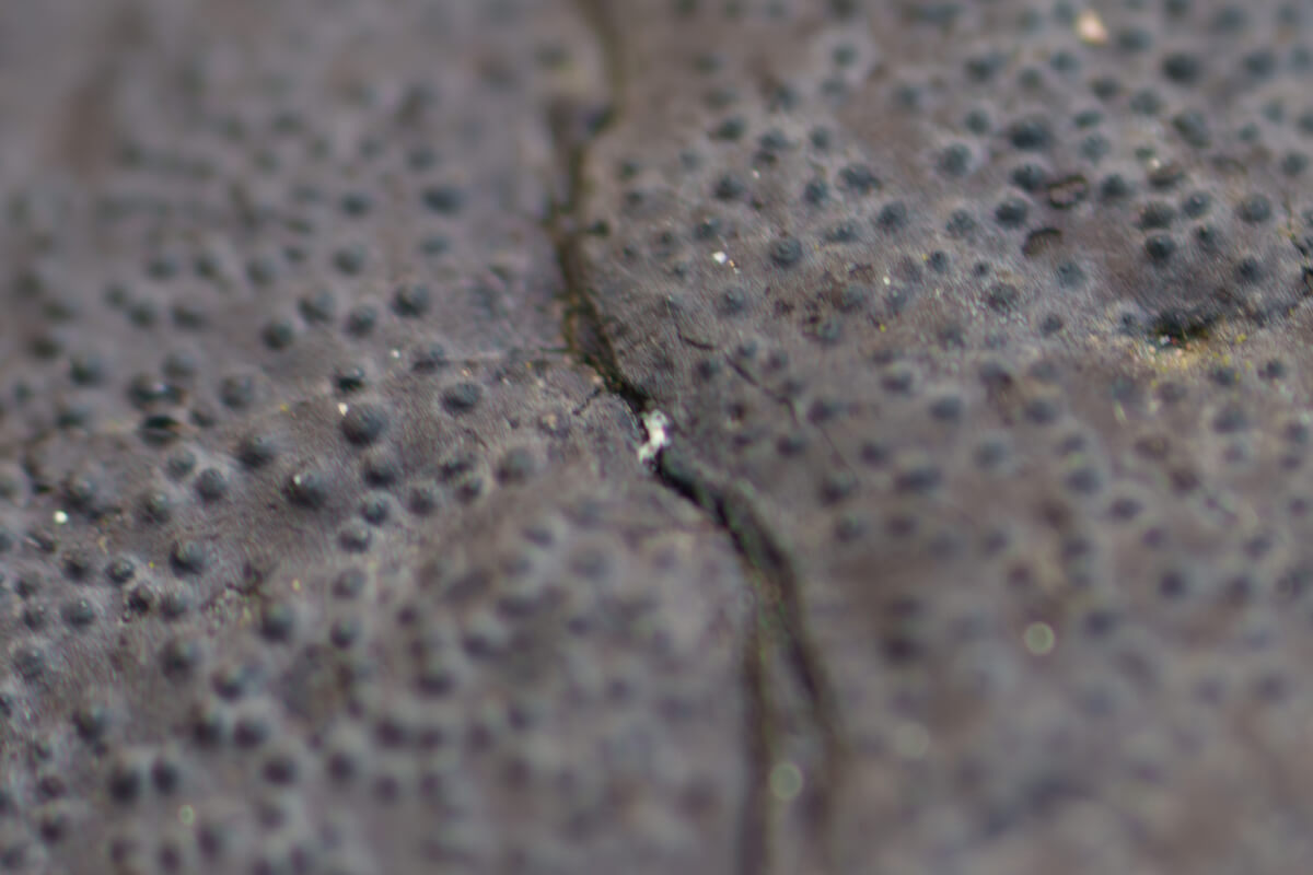 A close up photo of Biscogniauxia’s spore releasing dots--little bumps with barely visible holes in the center, by Orenda Randuch