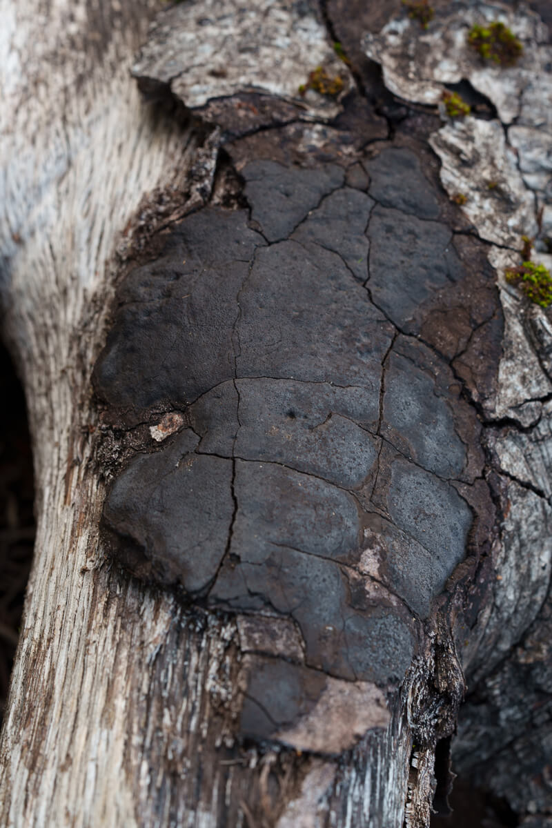 Biscogniauxia fungus looks like a charred part of a log, by Orenda Randuch