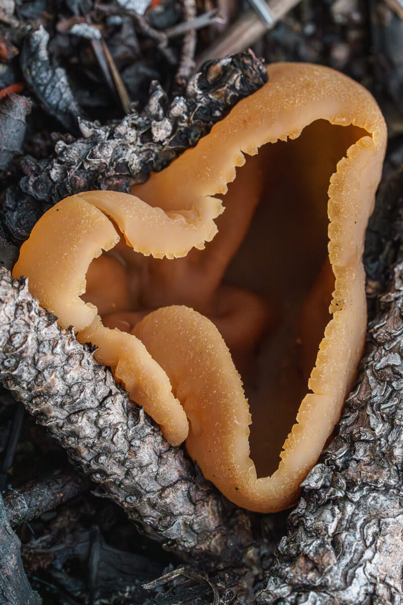 Fungi Of The Forest Brown Cup Mushroom Up Close By Orenda Randuch