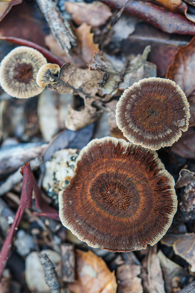 Coltricia perennis mushroom caps, almost like the top of a cut tree stump with textured rings in various shades of reddish brown and a white ring at the edge, growing from the forest floor, by Orenda Randuch