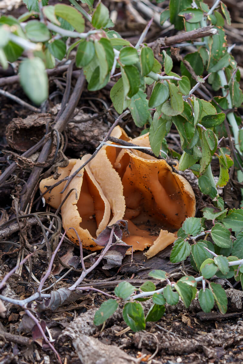Pale orange flesh of a brown cup mushroom growing from the forest floor forms large cups that are slightly more tan and smooth inside, by Orenda Randuch