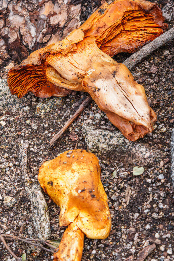 Two deflated looking specimens of large orange mushrooms lay on their sides near each other on the forest floor that look like they could be different shapes and species in their states of decay, by Orenda Randuch