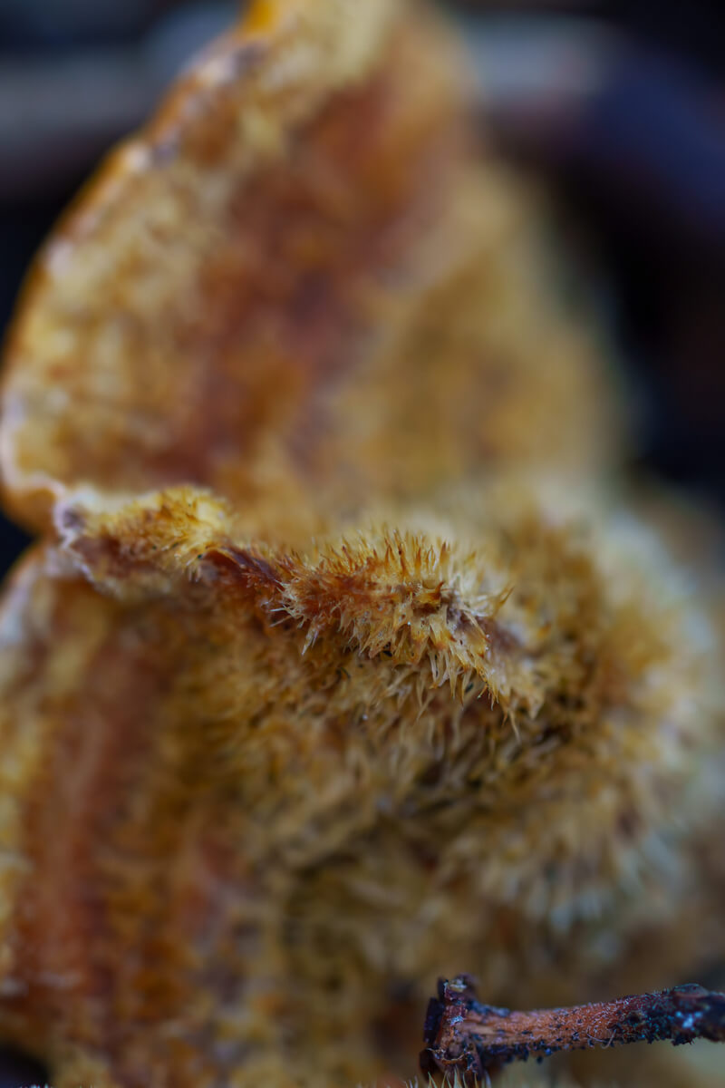 The “hairs” up close of a more rusty brown and white colored false turkey tail mushroom, by Orenda Randuch