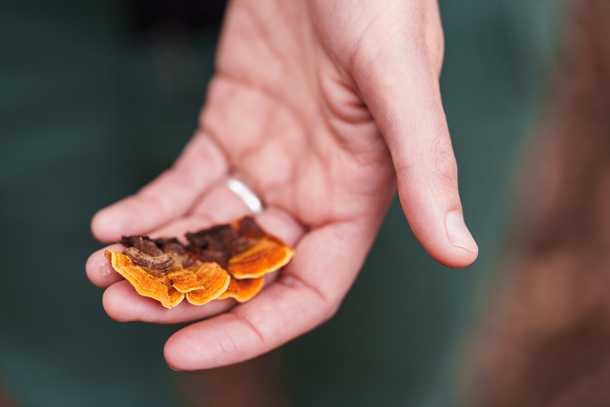 A hand holds a false turkey tail mushroom specimen that is dark brown at the base, orange in the middle, and pale yellow at its edge, by Orenda Randuch
