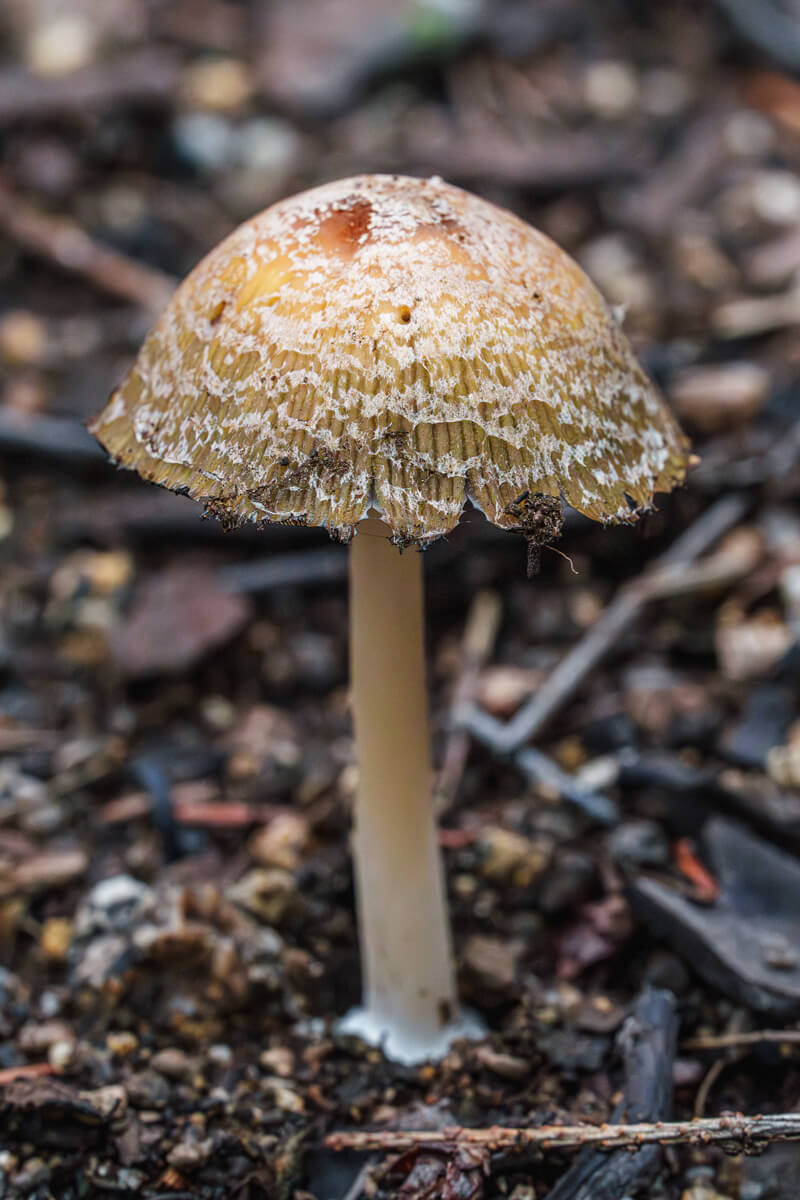 Fungi Of The Forest Mica Cap By Orenda Randuch