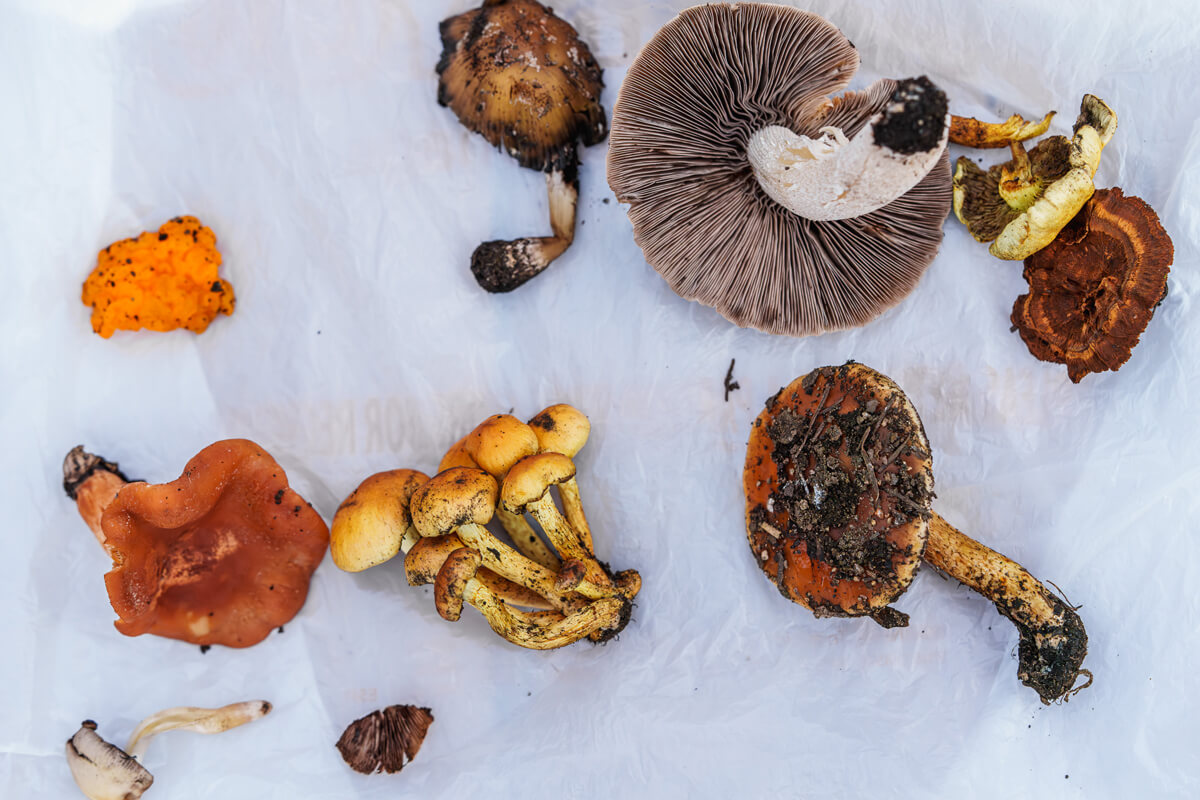 Mushrooms of different sizes, shapes, and colors found at San Vicente Redwoods lie on a white sheet for mycologist Maya Elson to identify, by Orenda Randuch