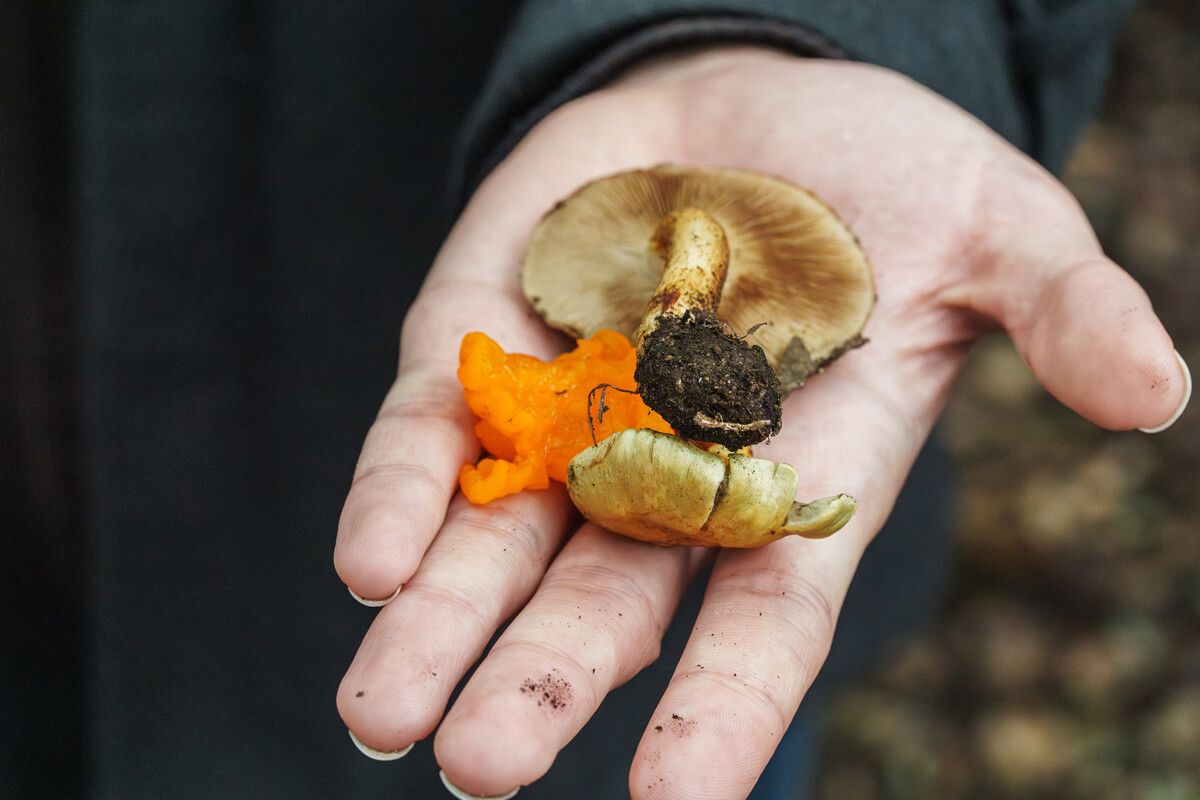 A hand holds three different types of mushrooms found at San Vicente Redwoods for mycologist Maya Elson will identify, by Orenda Randuch
