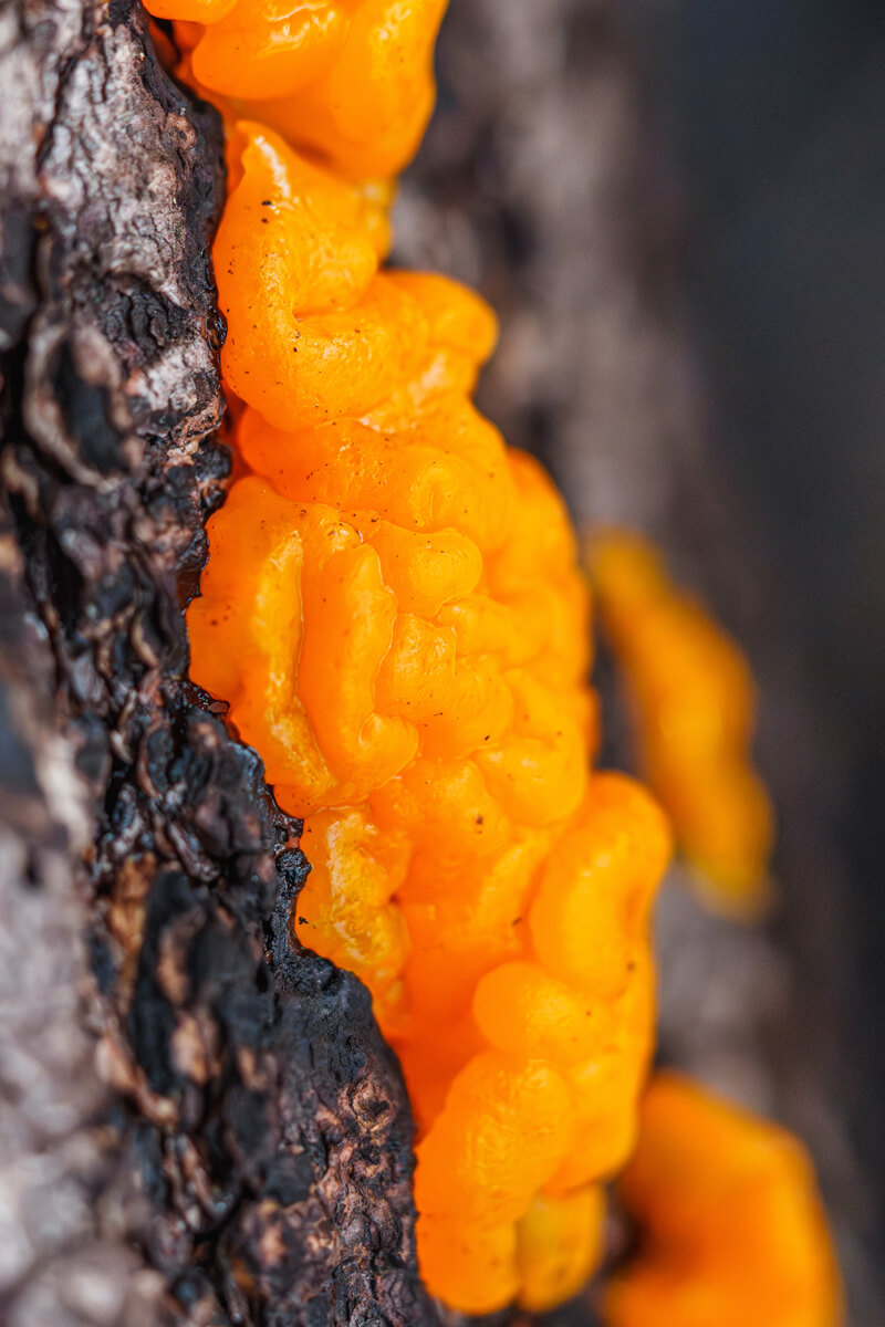 A bright orange specimen of orange spot jelly mushroom with a few black spots growing on a slightly burned tree, by Orenda Randuch