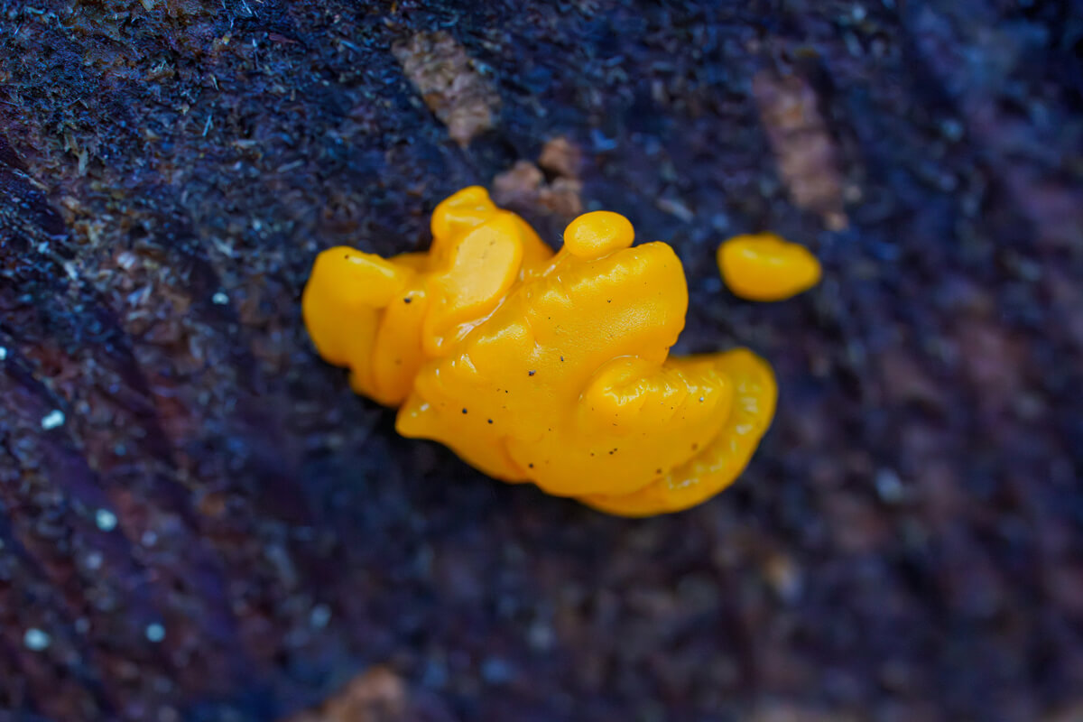 A golden colored specimen (similar to the color of the witch’s butter specimen) of orange jelly spot mushroom with tiny black spots growing on charred bark at San Vicente redwoods, by Orenda Randuch