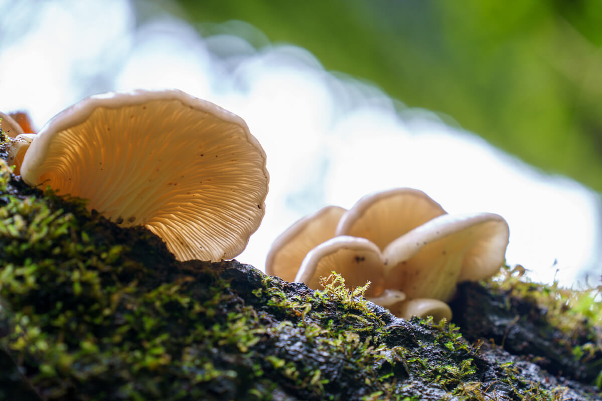Oyster mushrooms with the light above shining through their caps and showcasing the folds of their gills, grow along a mossy log, by Orenda Randuch