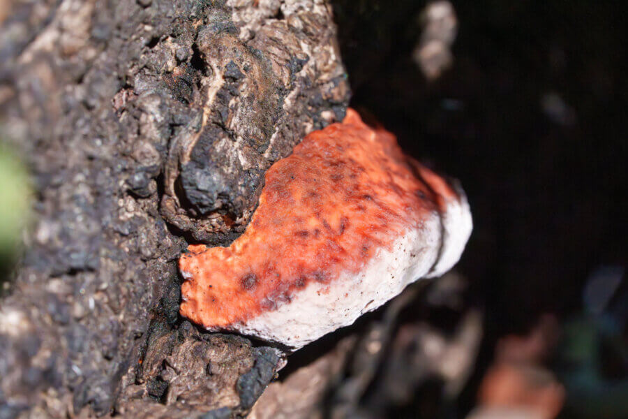 Fungi Of The Forest Rosy Conk Dry By Orenda Randuch