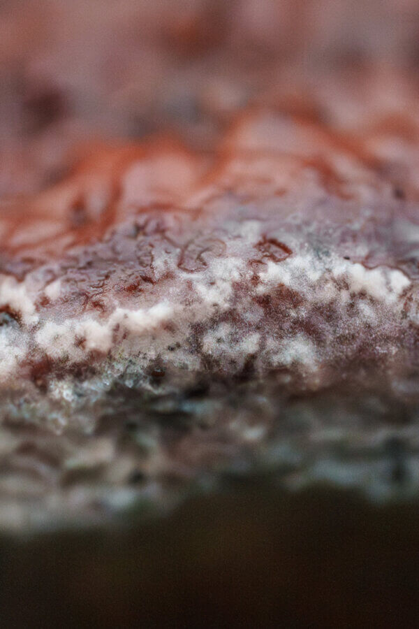 A close up of the fuzzy white edge of a rosy conk mushroom at San Vicente Redwoods, by Orenda Randuch