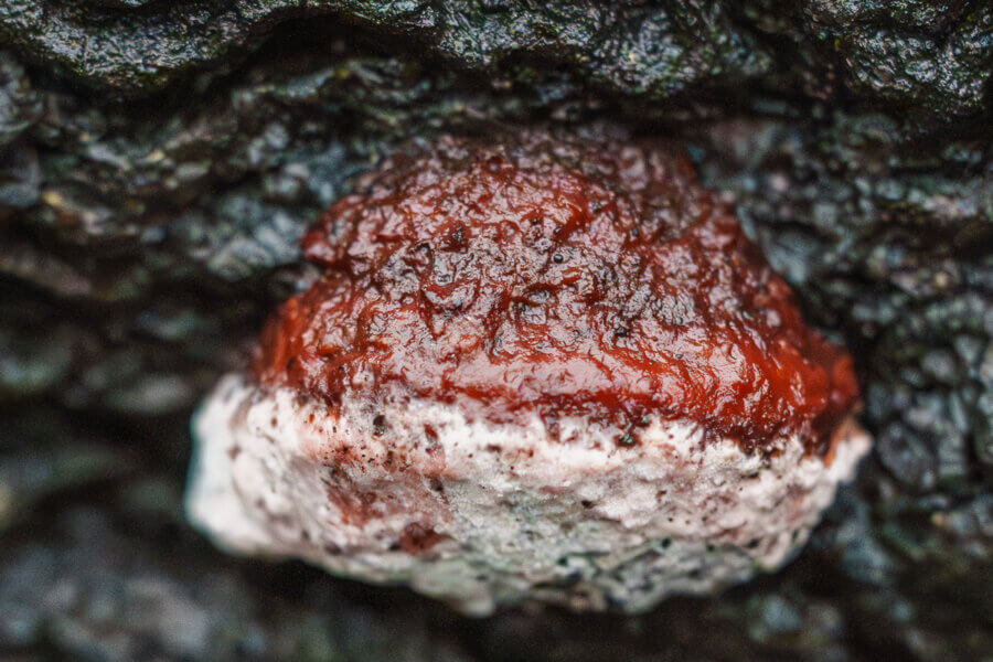 A single shiny, wet rosy conk mushroom’s bright red and white colors stand out against the black charred wood it grows from, by Orenda Randuch