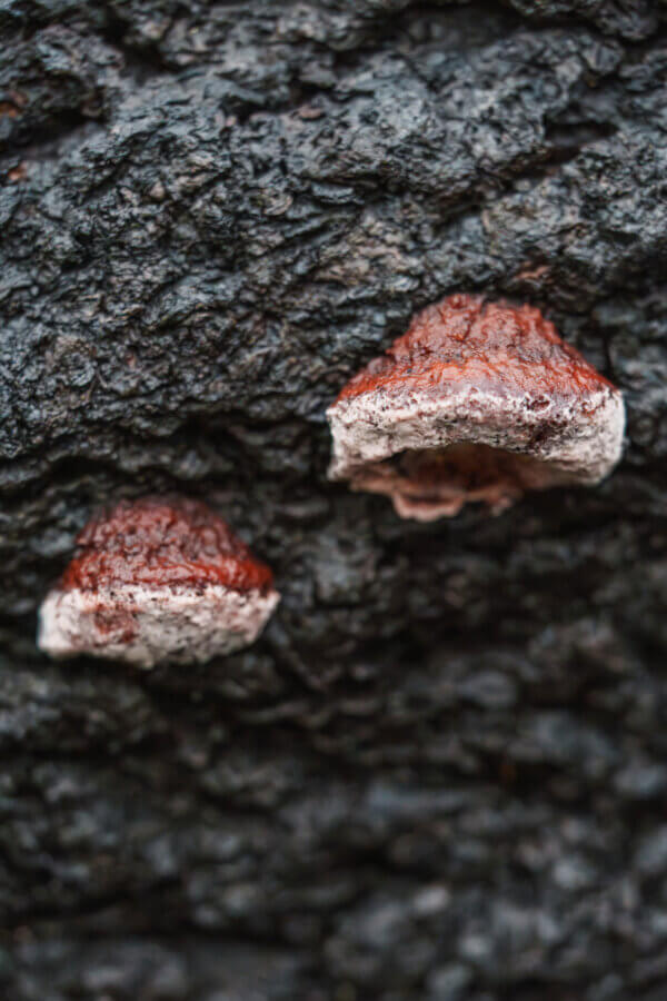 A pair of rosy conk mushrooms look a bit like red hooves with white frosting on the bottom hanging down from charred wood at San Vicente Redwoods, by Orenda Randuch