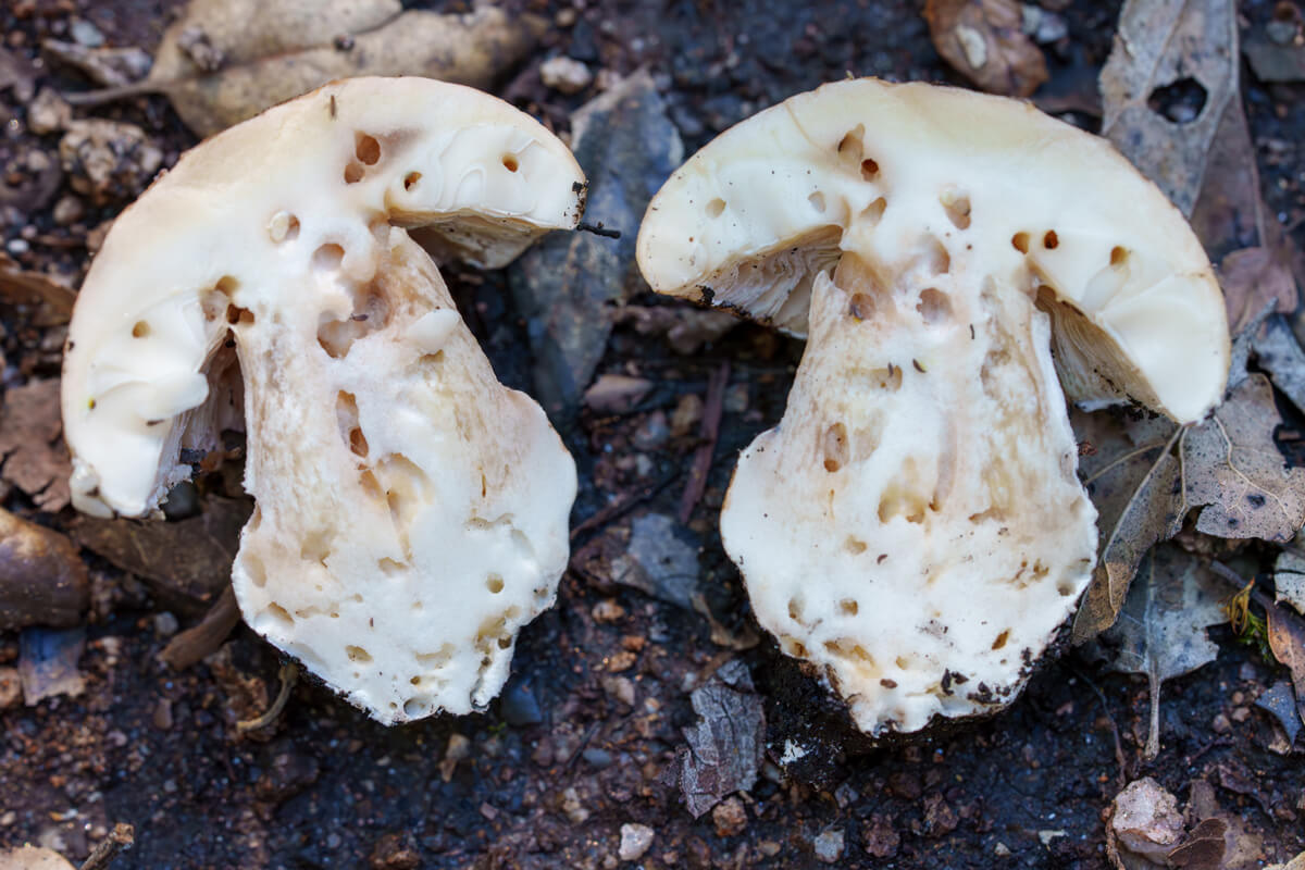 The white mushroom sliced in half to see the center of its stipe with sporadic holes in it, by Orenda Randuch