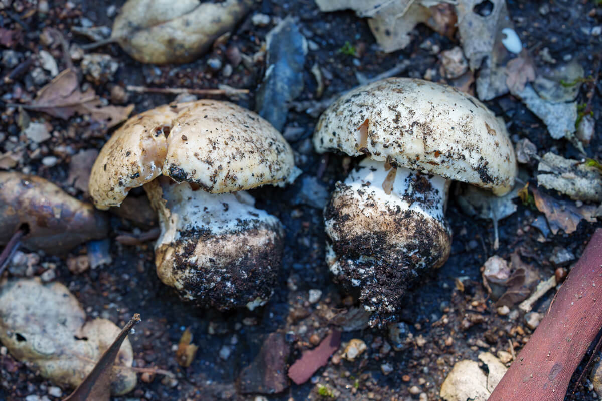 Two of the same white mushroom species laying on their sides so cap orientation and stipe shape are both visible, by Orenda Randuch