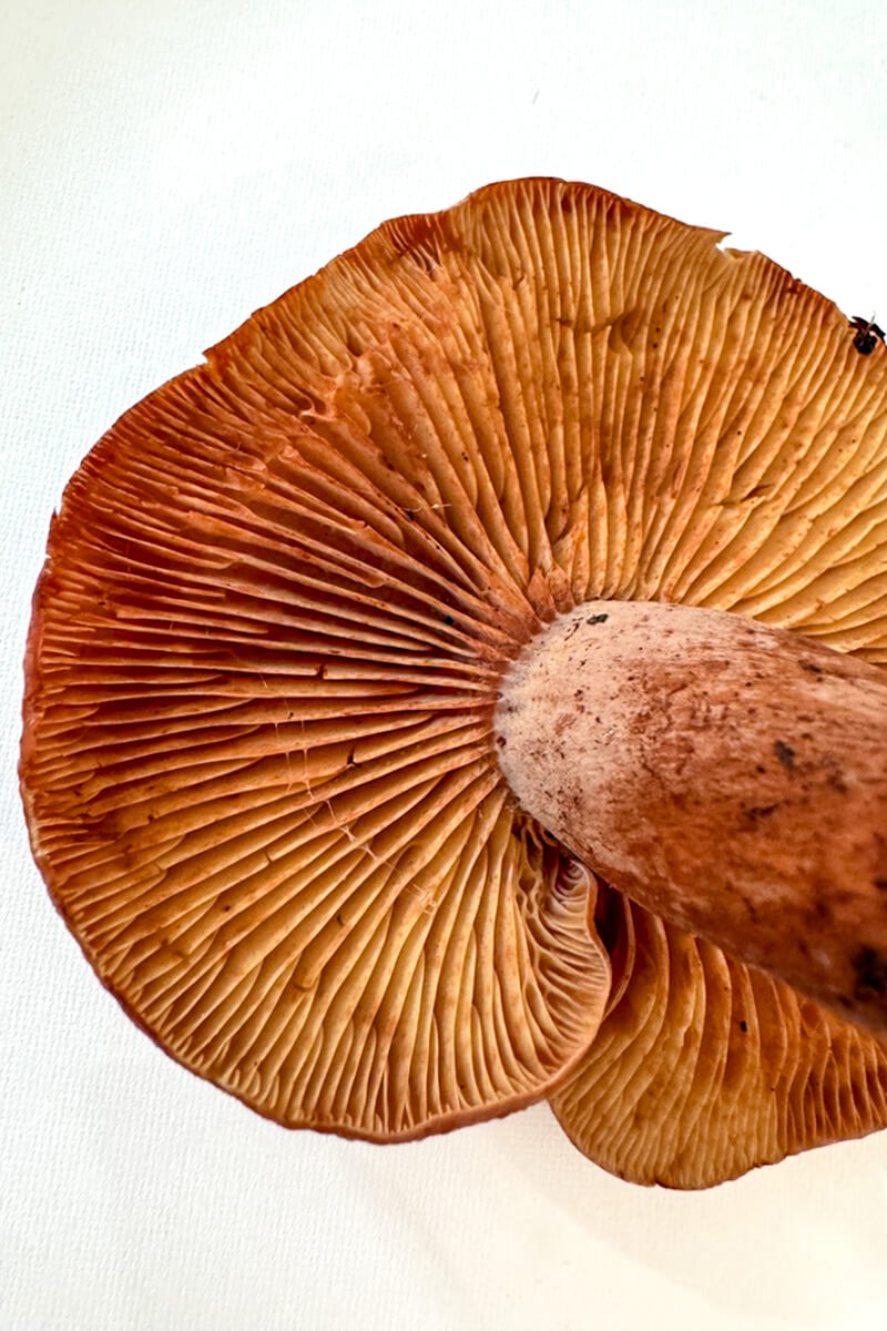 Fungi Of The Forest Southern Candy Cap Gills By Orenda Randuch