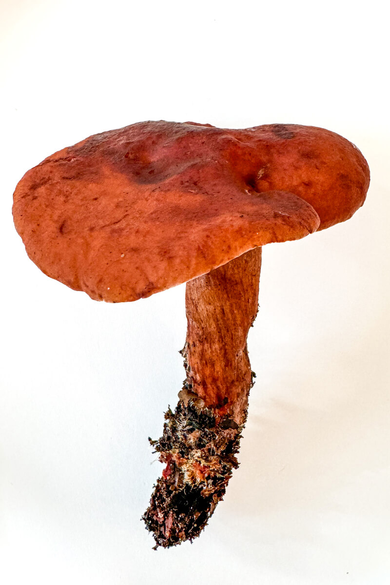 A slightly hilly cap in profile of a southern candy cap mushroom, by Orenda Randuch