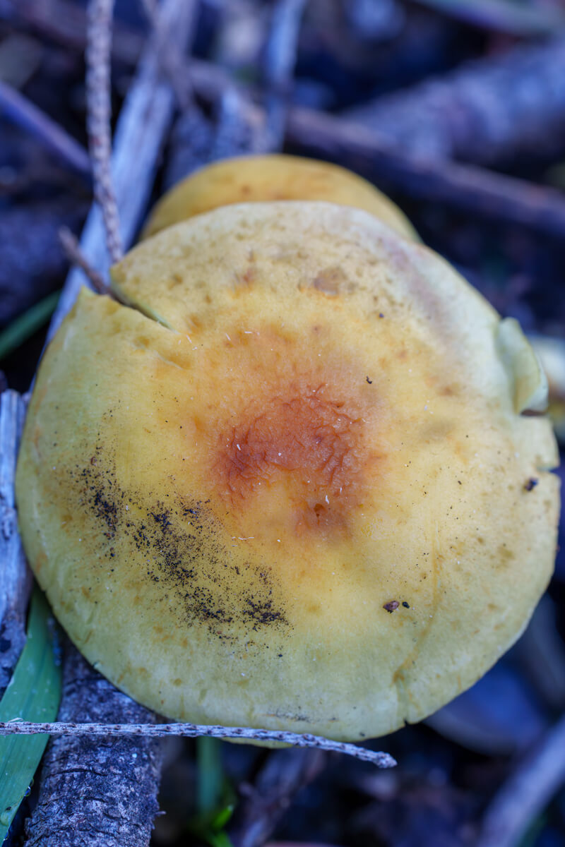 The round top of a sulfur tuft mushroom cap with a rusty colored center fading to pale yellow at the edges above the forest floor, by Orenda Randuch