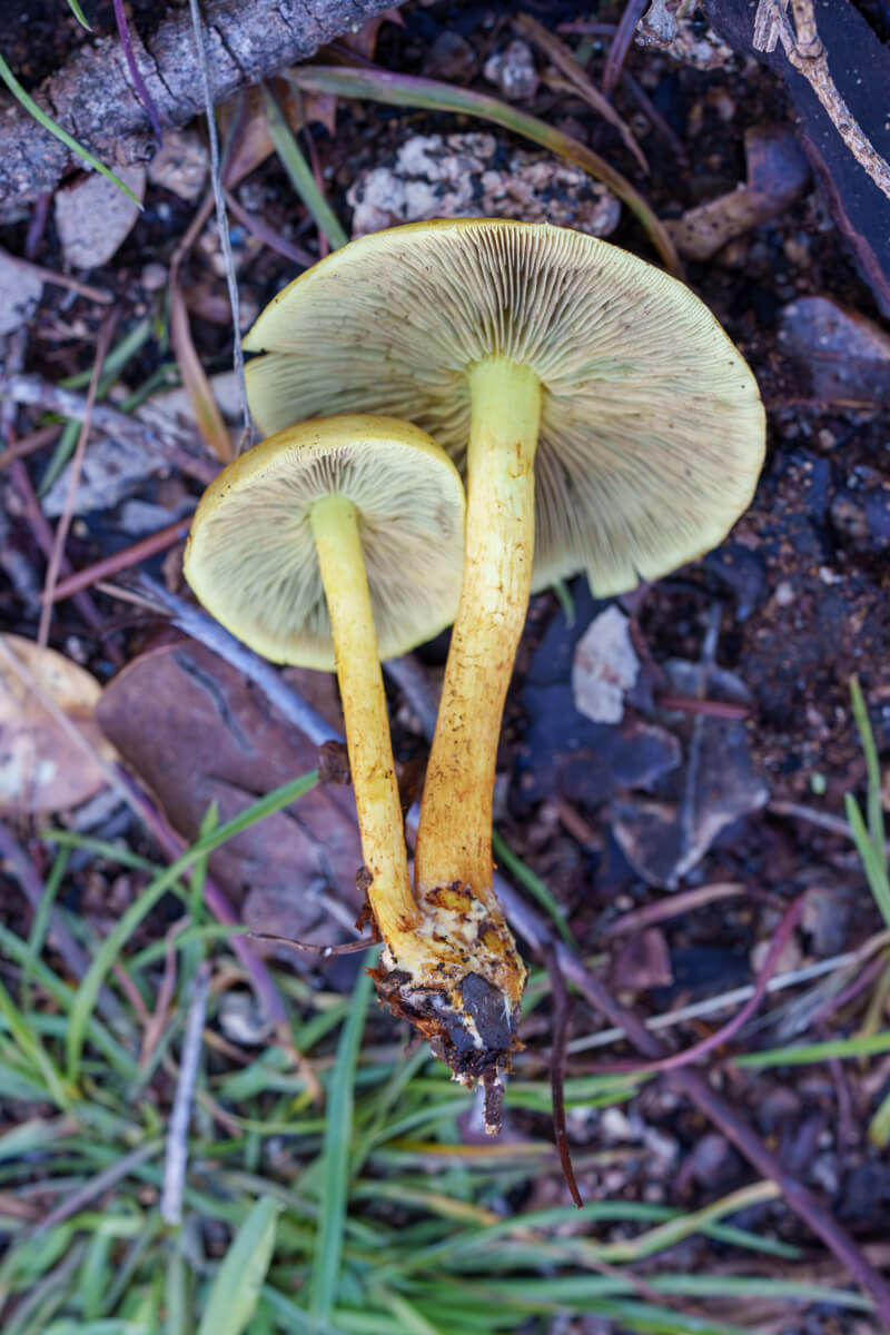 Pale yellow sulfur tuft mushroom pair laying on their sides to see pale gills and stipes that deepen to orangey yellow where they connect at the base, by Orenda Randuch