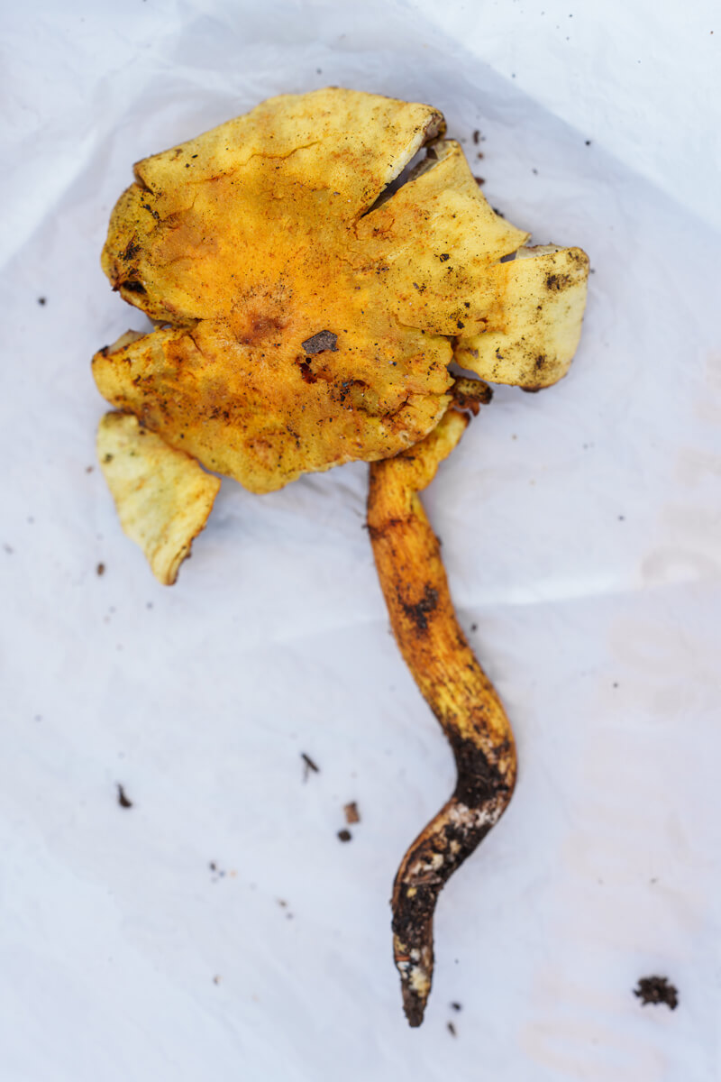 An orangey-yellow sulfur tuft specimen for identification beginning to flatten out, by Orenda Randuch