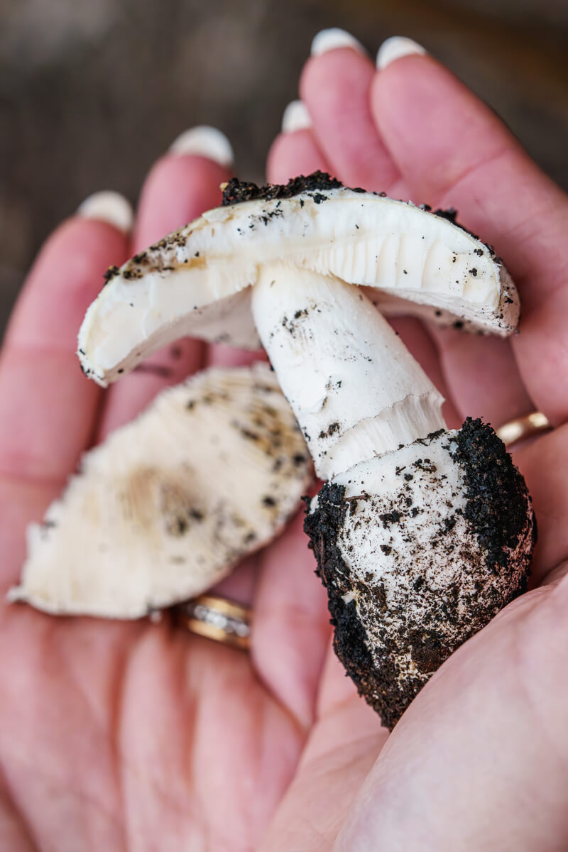 Hands holding an all white western destroying angel mushroom laying on its side with the ball like sack at the base of its stipe and a piece of its cap upside down to show its white gills, by Orenda Randuch