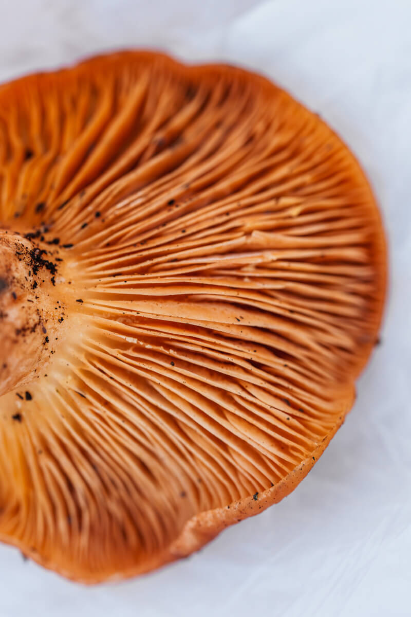 The underside of the yellow staining mush room cap displaying the fleshy apricot colored folds of its gills, by Orenda Randuch