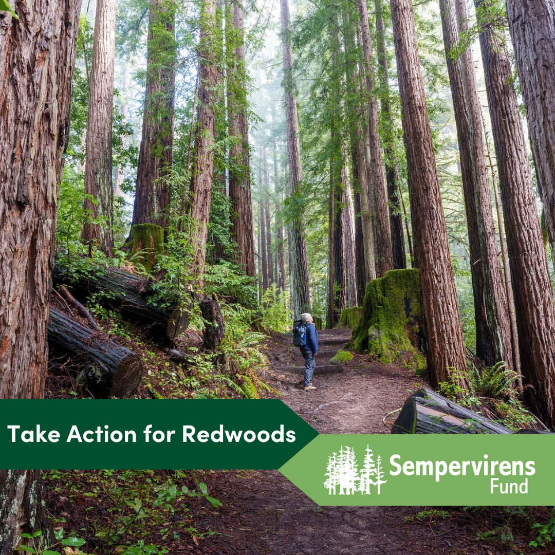 "Take Action for Redwoods" appears with the Sempervirens Fund logo over a photo of a hiker looking up at the redwoods towering over the trail at Henry Cowell Redwoods, by Orenda Randuch