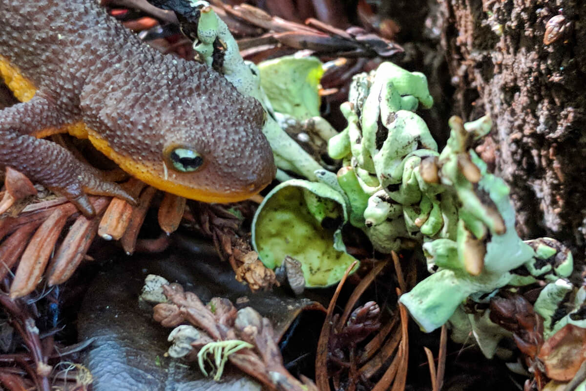 A newt next to lichen on a fallen branch on the ground in a redwood forest, by Amanda Krauss