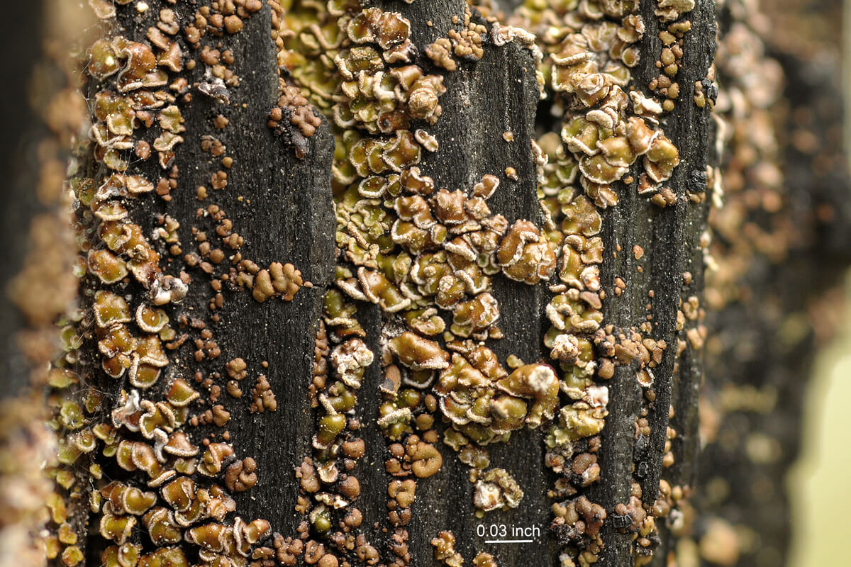 Photo 4: This clam lichen (Carbonicola anthracophila) has an affinity for burnt bark and wood, but will also occupy the unburnt, fibrous bark of large trunks. Photo credit: Einar Timdal.