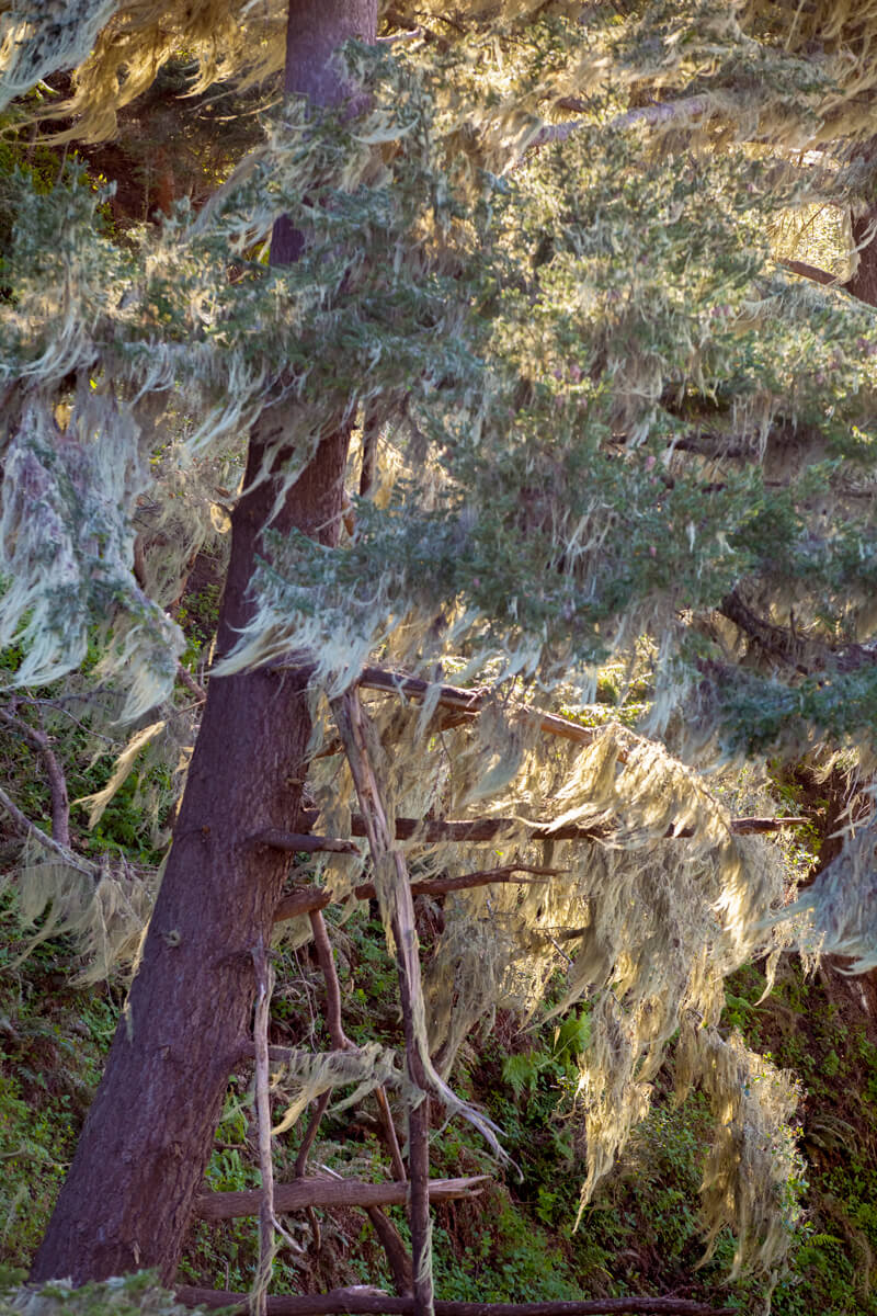 Sun illuminates curtains of lichen hanging from the branches of a Douglas-fir tree at Cotoni-Coast Dairies, by Ian Bornarth
