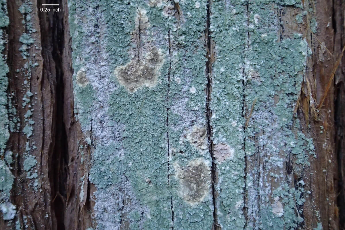 Photo 1: Bluish-green powder of a dust lichen (Lepraria sp.) growing on redwood trunk. Photo credit: Allison Green Kidder.