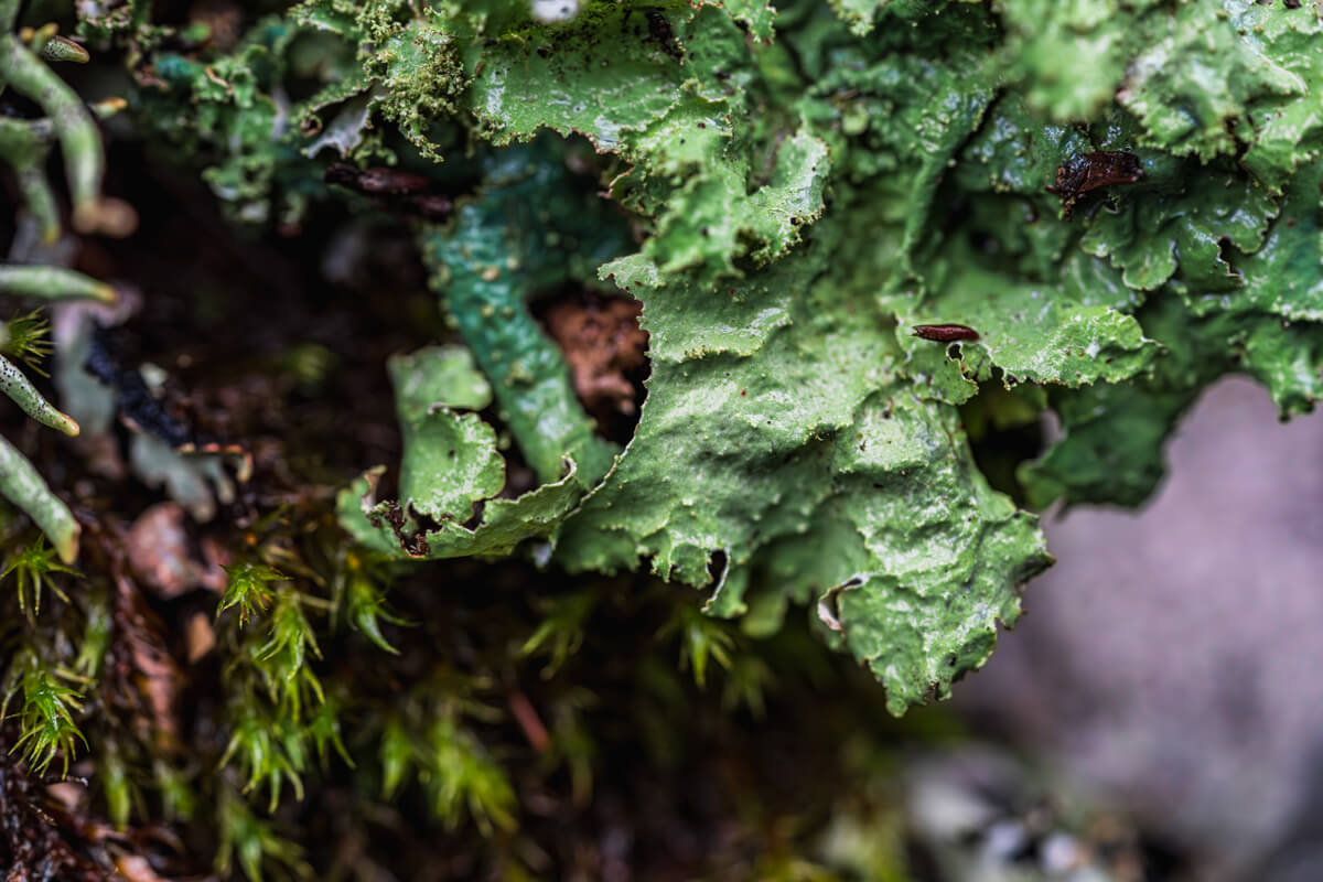 Epiphytes, including different species of lichen and moss, grow in different shapes and shades of green on an old growth redwood called Methuselah in the Santa Cruz mountains, by Orenda Randuch