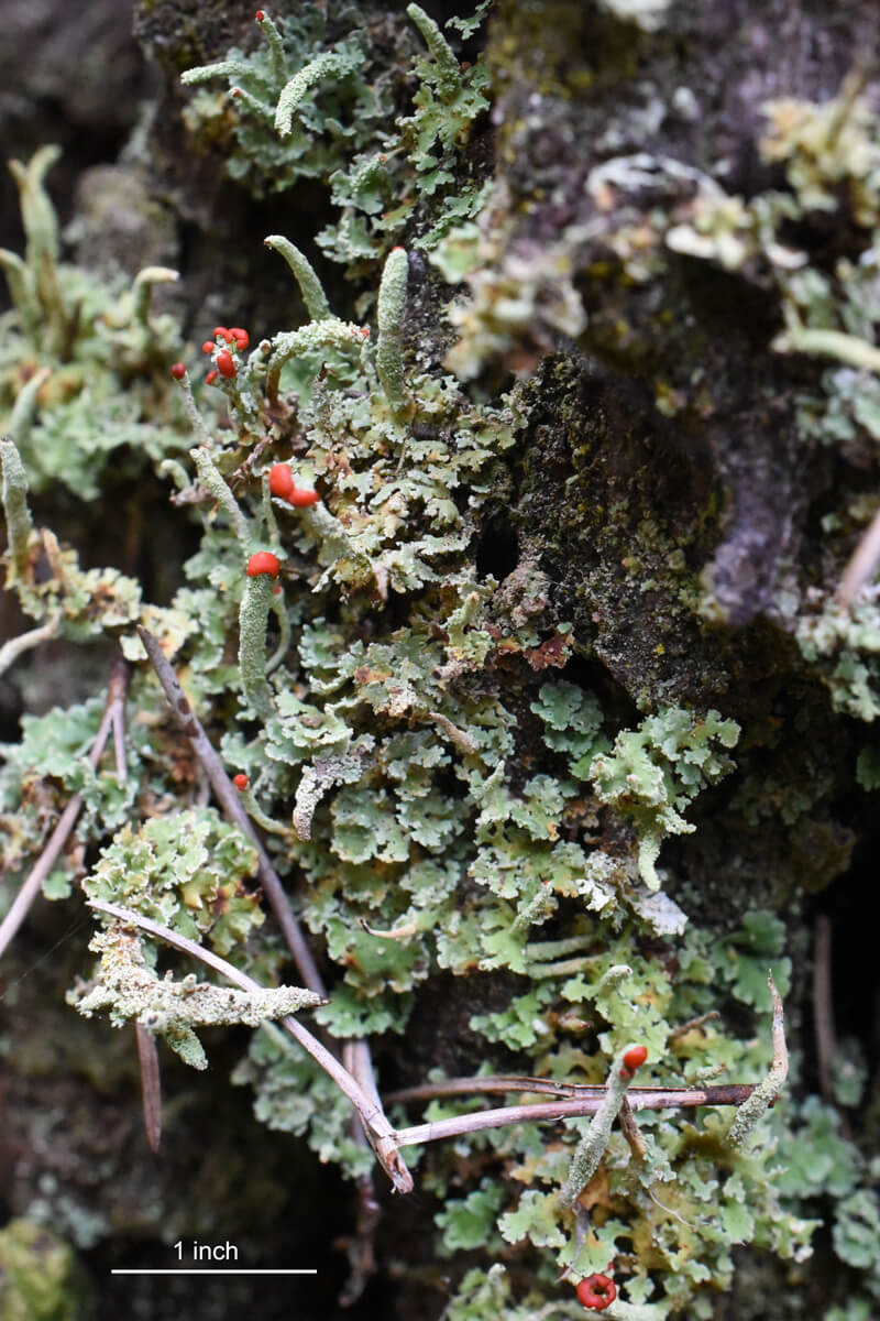 Photo 2: Red-capped stalks of lipstick cup lichen (Cladonia macilenta) are peeking up among the tiny scales at their base. The red caps are fruiting bodies where the fungal spores are produced. Lipstick cup lichen is one of several pixie cup lichens commonly found in redwood forests. Photo credit: Rikke Reese Næsborg.