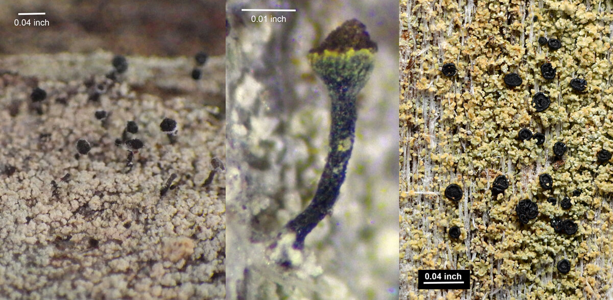 Photo 5: Three species that were new to science were discovered during climbs in just 24 redwood trees. From left to right: redwood stubble (Calicium sequoiae), long-spored stubble (Chaenotheca longispora), and canopy froth (Xylopsora canopeorum). All three were found on the thick, fibrous bark of large trunks between 16 and 263 ft above ground. Photo credits: left and middle, Rikke Reese Næsborg; right: Einar Timdal.