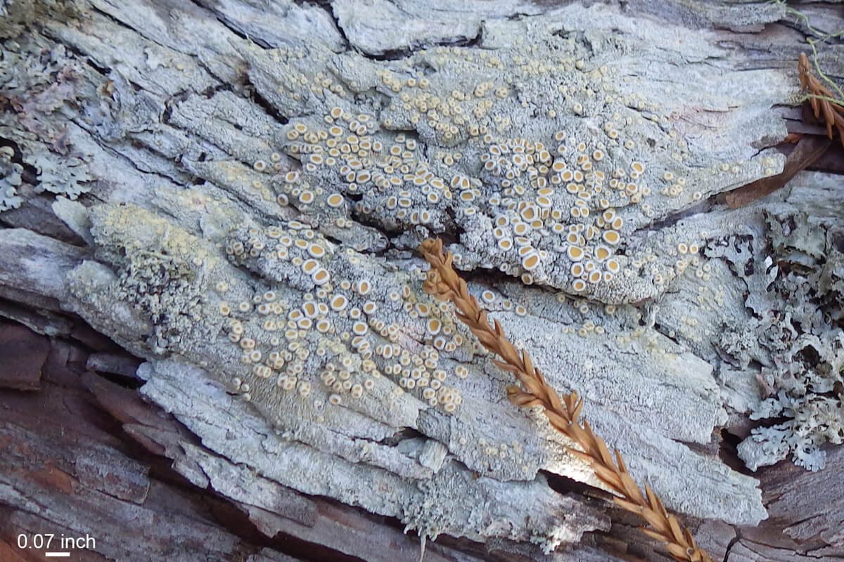 Photo 6: Saucer lichens (Ochrolechia sp.) are common on redwood bark. Although they are usually decorated with abundant little pale-orange fruiting bodies, sometimes a paint-like splash of white is the only evidence that a lichen is growing there. Photo credit: Rikke Reese Næsborg.